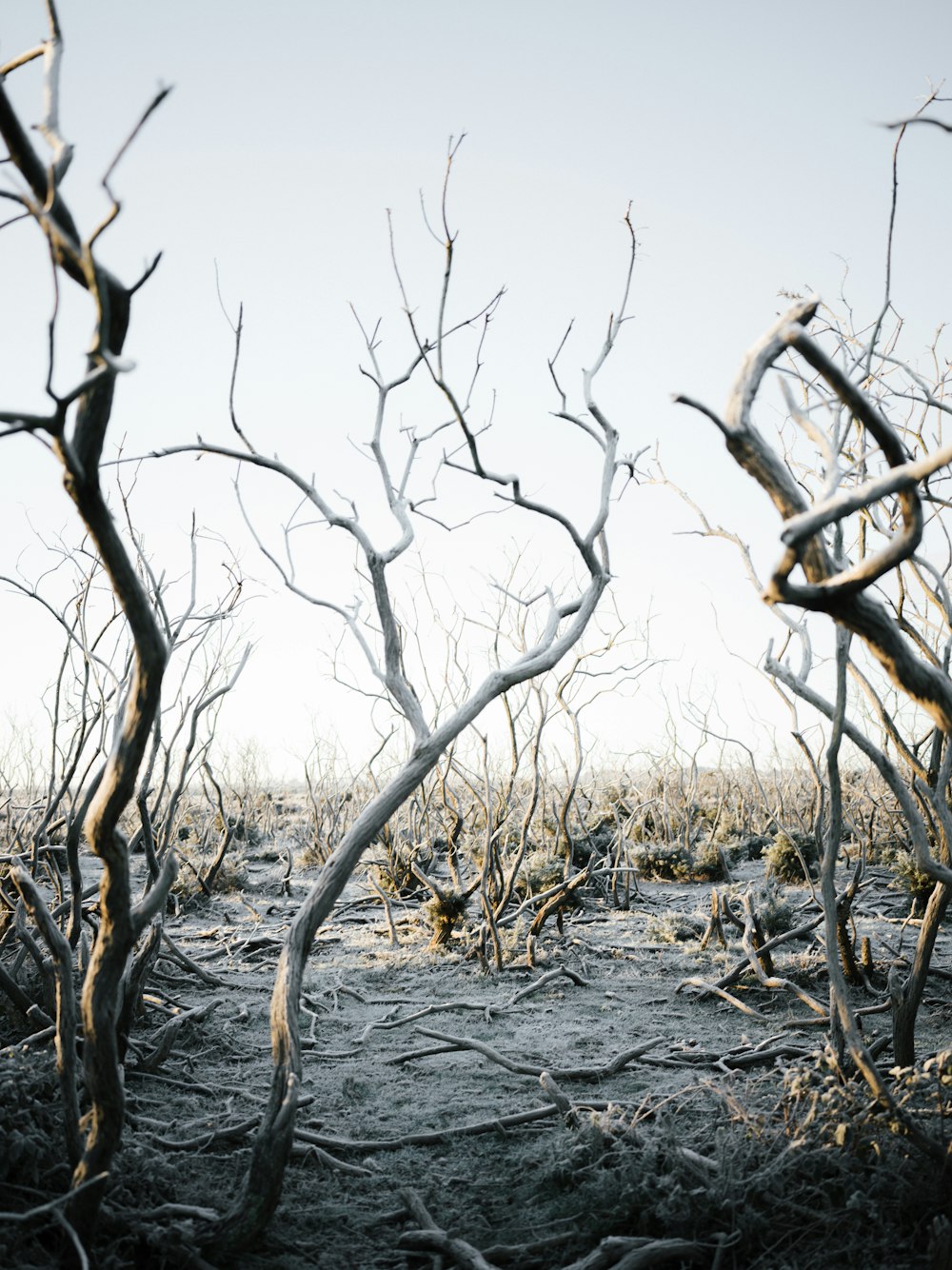 a barren area with bare trees and no leaves