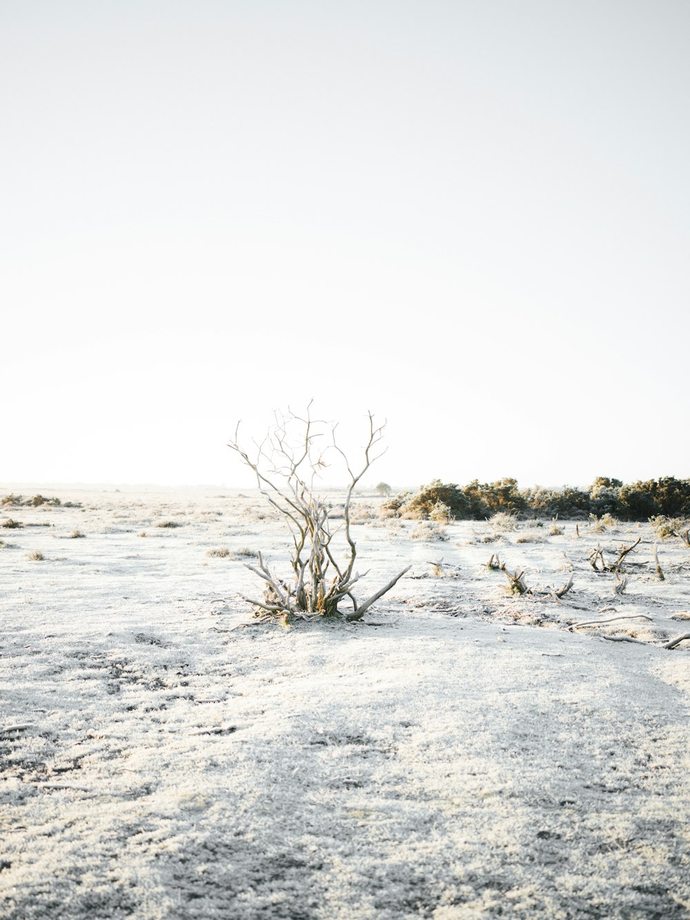 a dead tree in the middle of a field