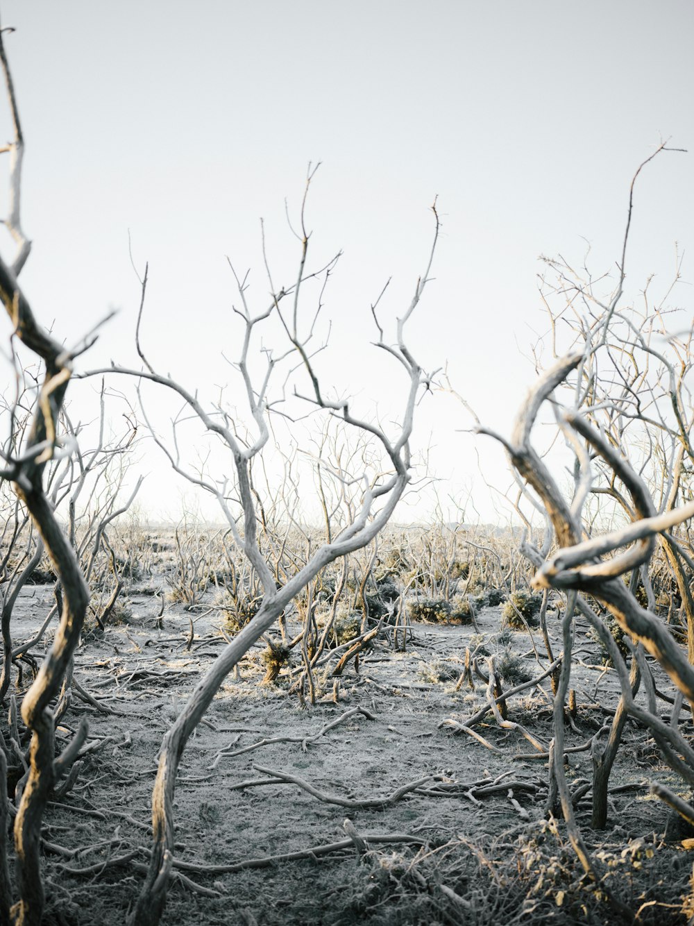 a barren area with dead trees and no leaves