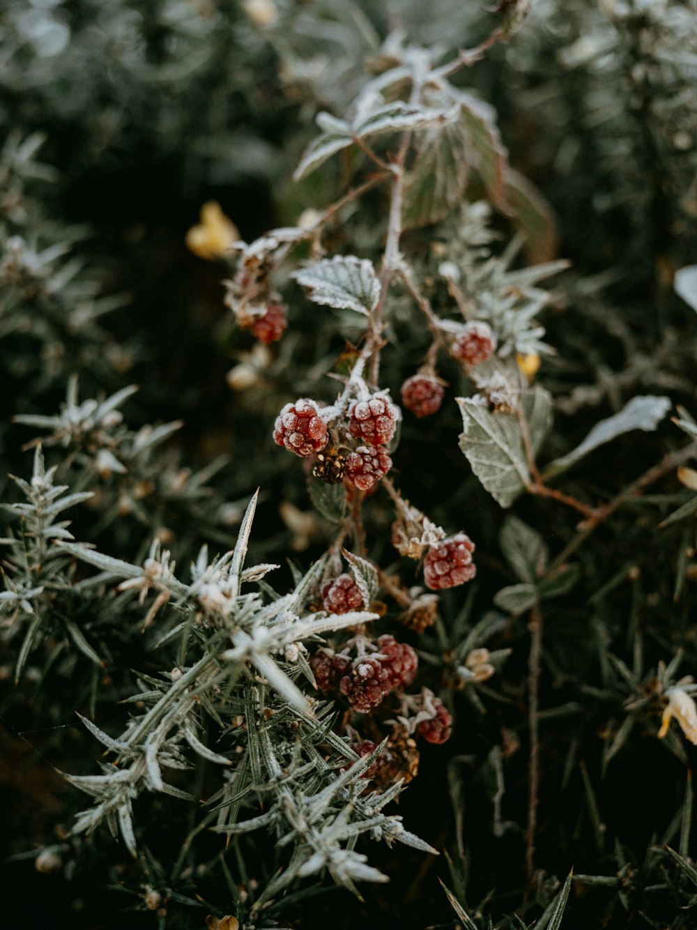 a bunch of plants that are in the grass