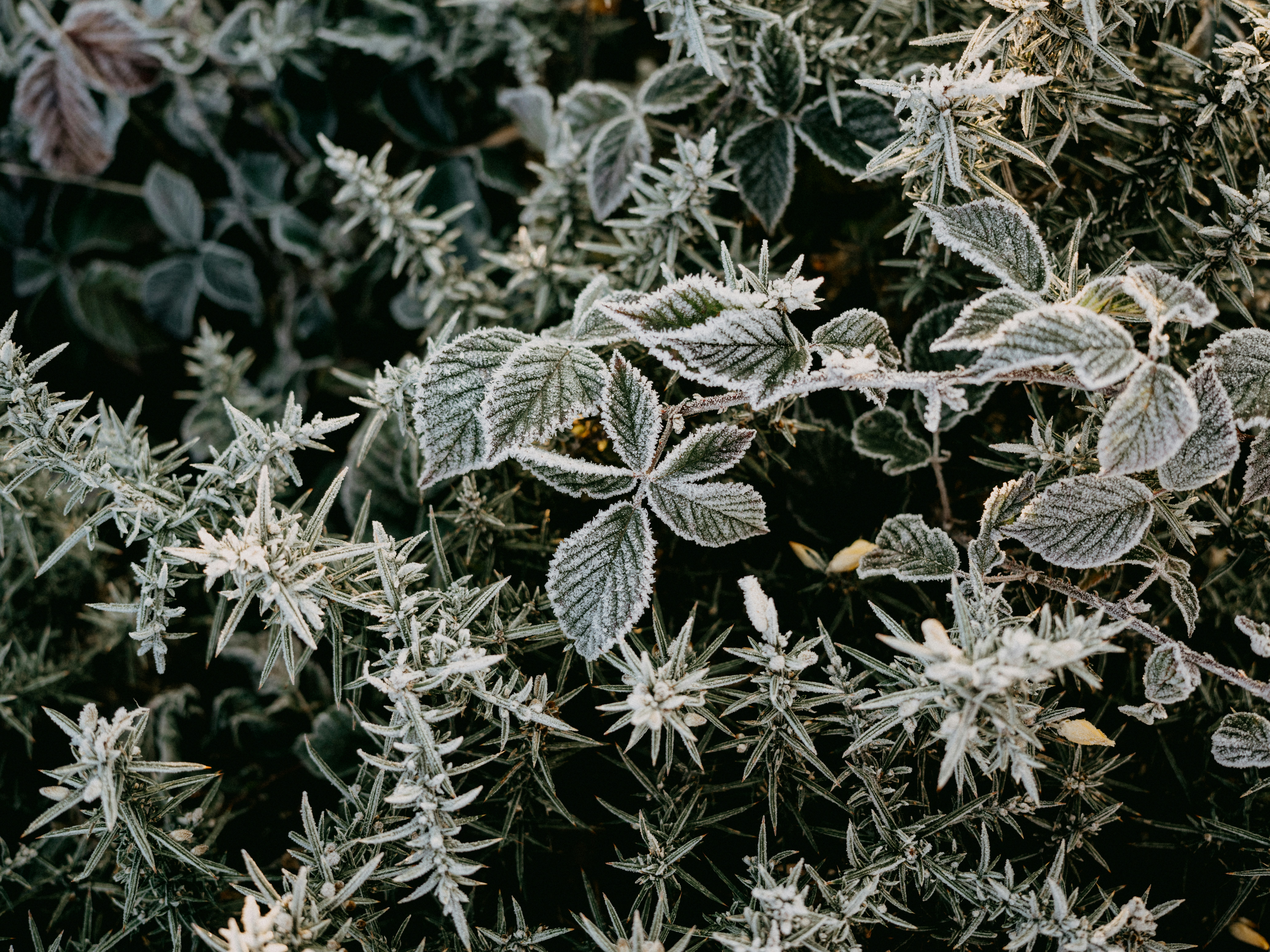 Photo by anniespratt