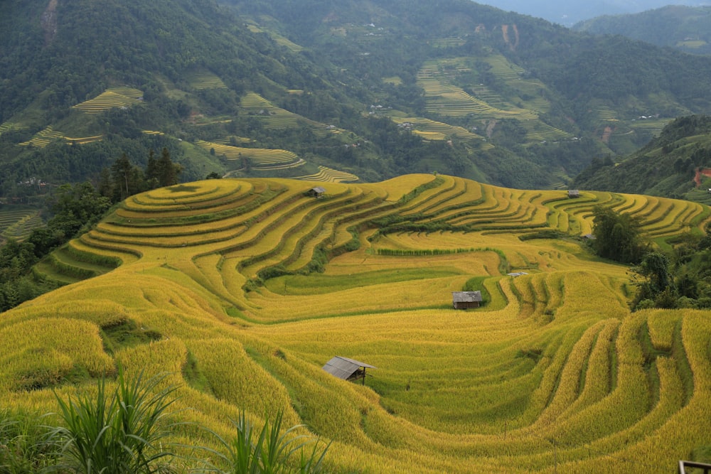 um campo de arroz com uma casa no meio dele