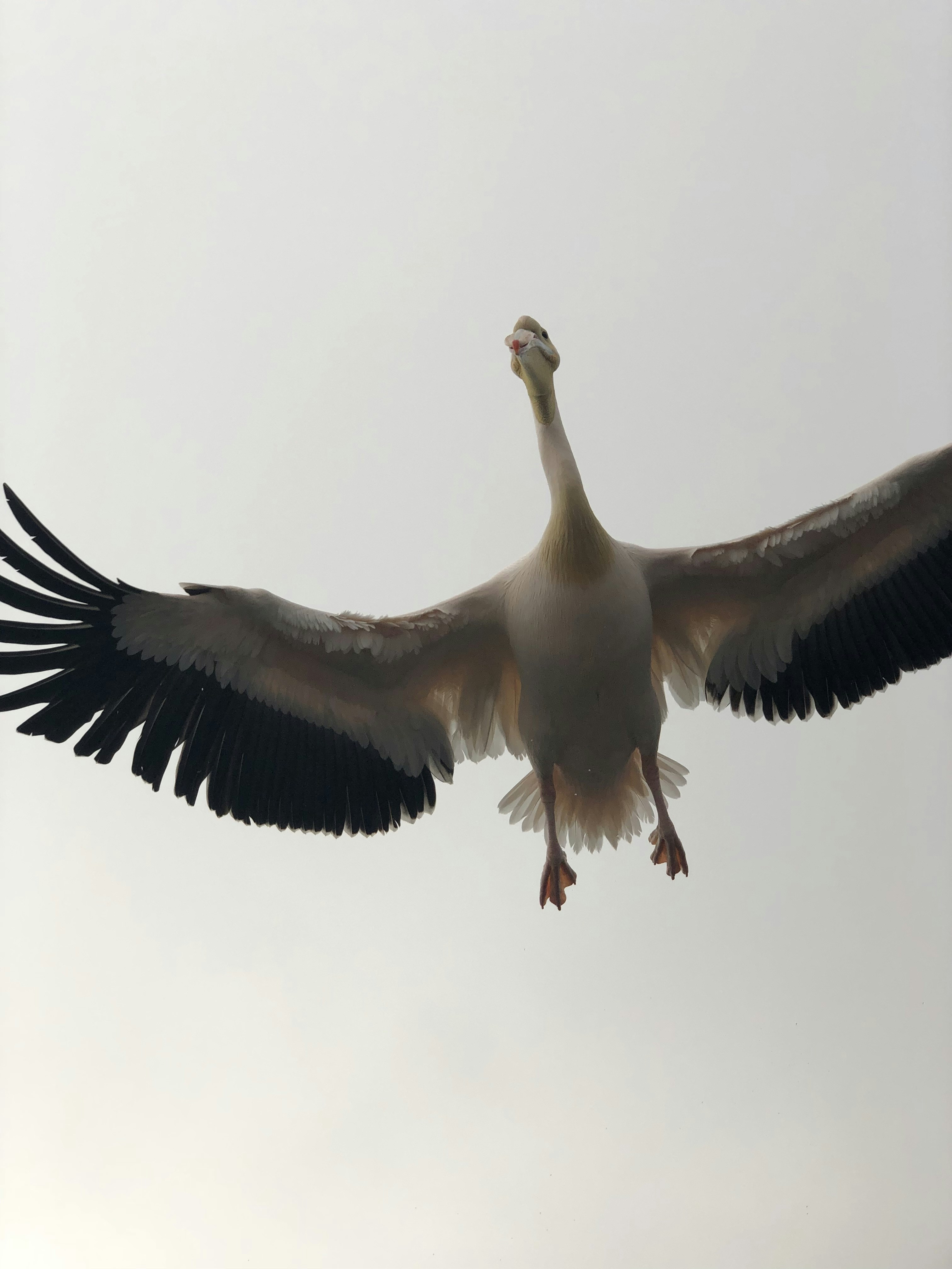 a-white-and-black-bird-flying-in-the-sky-photo-free-animal-image-on