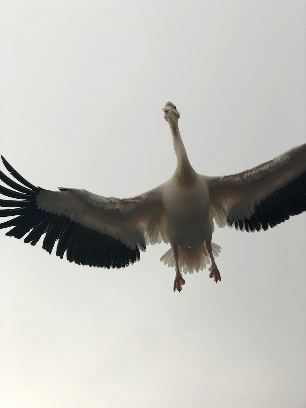 a white and black bird flying in the sky