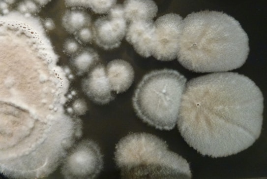 Several circular colonies of mold with a fuzzy texture and white to beige coloration on a dark background. The colonies vary in size, exhibiting a spore-like appearance with some areas showing concentric growth patterns.
