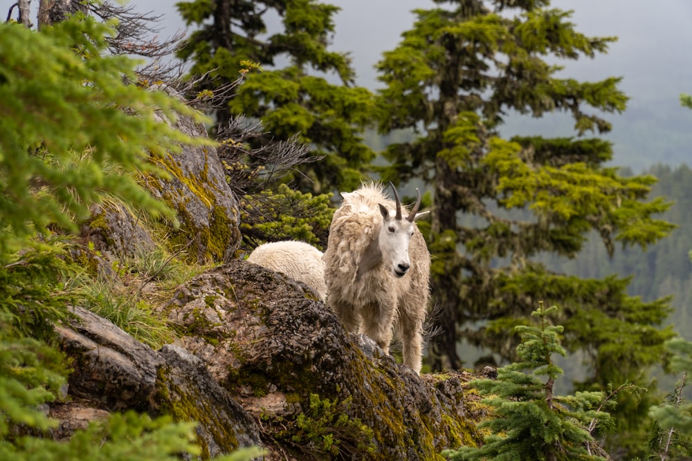 two mountain goats standing on a rocky hillside