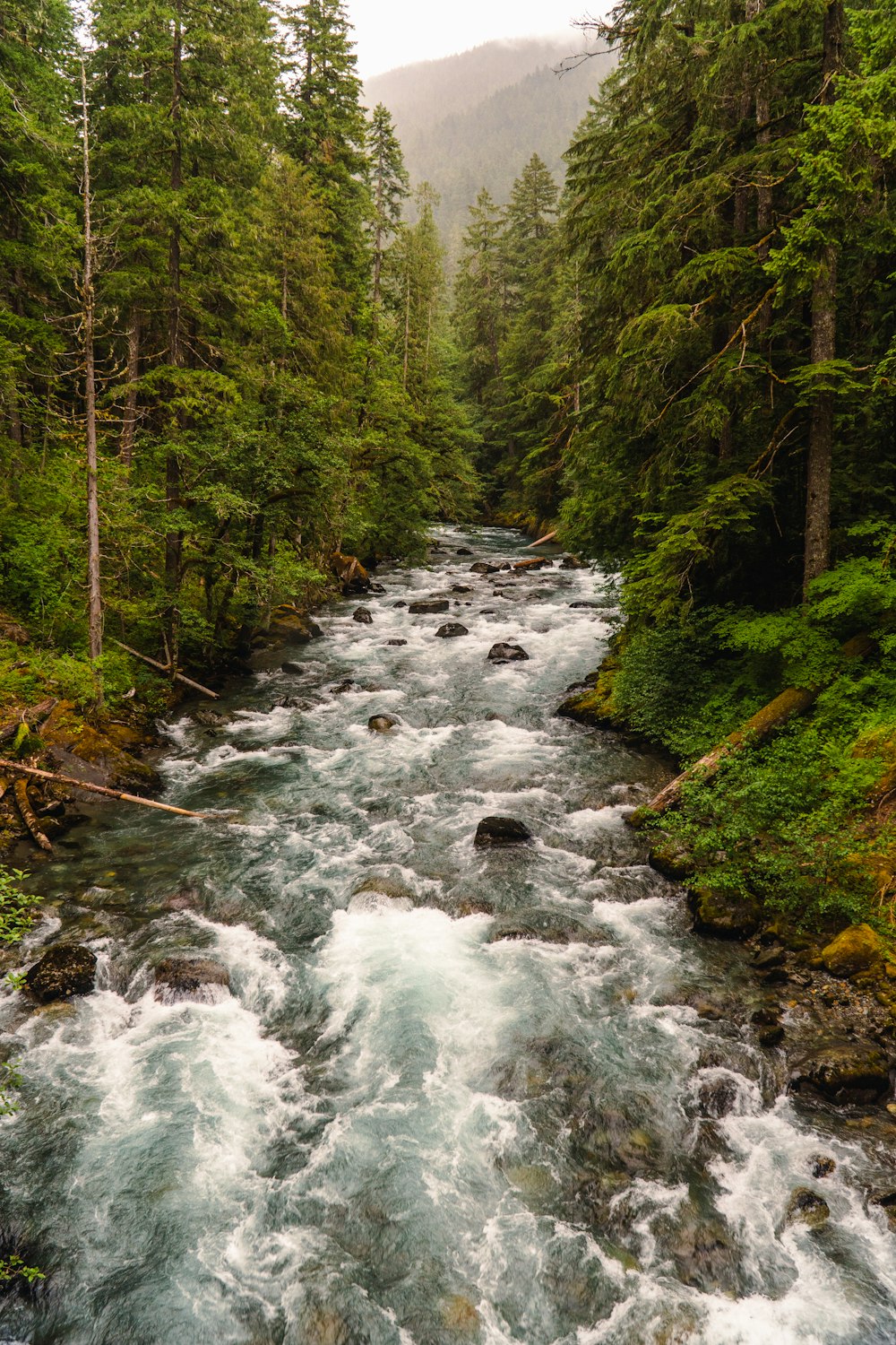 a river running through a lush green forest