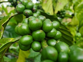 Clusters of unripe green coffee cherries are attached to branches surrounded by lush green leaves. The composition highlights the vibrant and fresh appearance of the coffee plant, suggesting a natural and thriving growth environment.