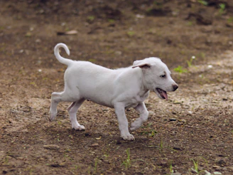 A playful puppy mid-run with a dark blue sky background, capturing pure puppy joy.