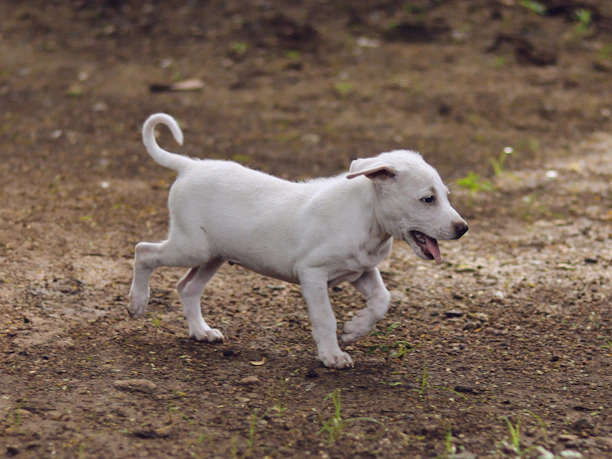 A playful puppy mid-run with a dark blue sky background, capturing pure puppy joy.