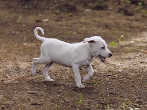 Max Pup