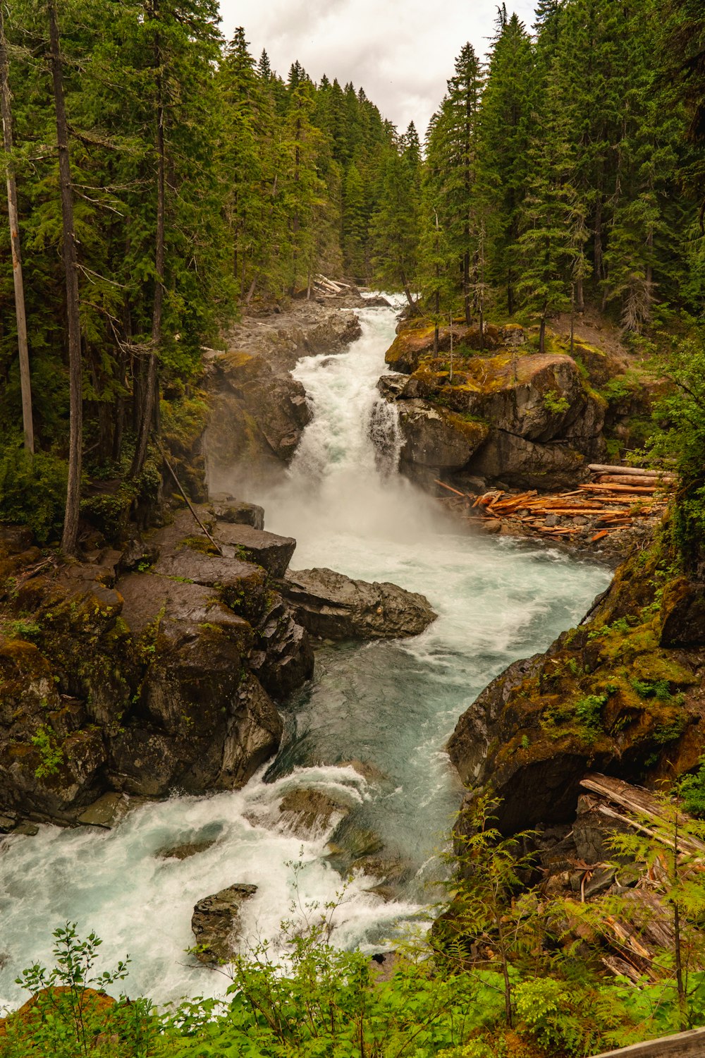 a river running through a lush green forest