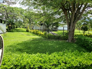A lush, green garden featuring a well-maintained lawn and various trees providing shade. The garden is enclosed by a fence and includes a pathway leading deeper into the greenery. Vibrant foliage and bright sunlight create a tranquil atmosphere.