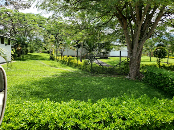 A beautifully fenced tropical garden in Cairns with vibrant greenery and a wooden gate.