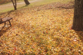 a park bench in the middle of a field of leaves