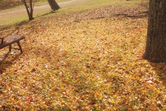 a park bench in the middle of a field of leaves