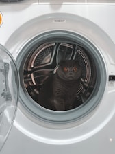 a black cat sitting inside of a washing machine