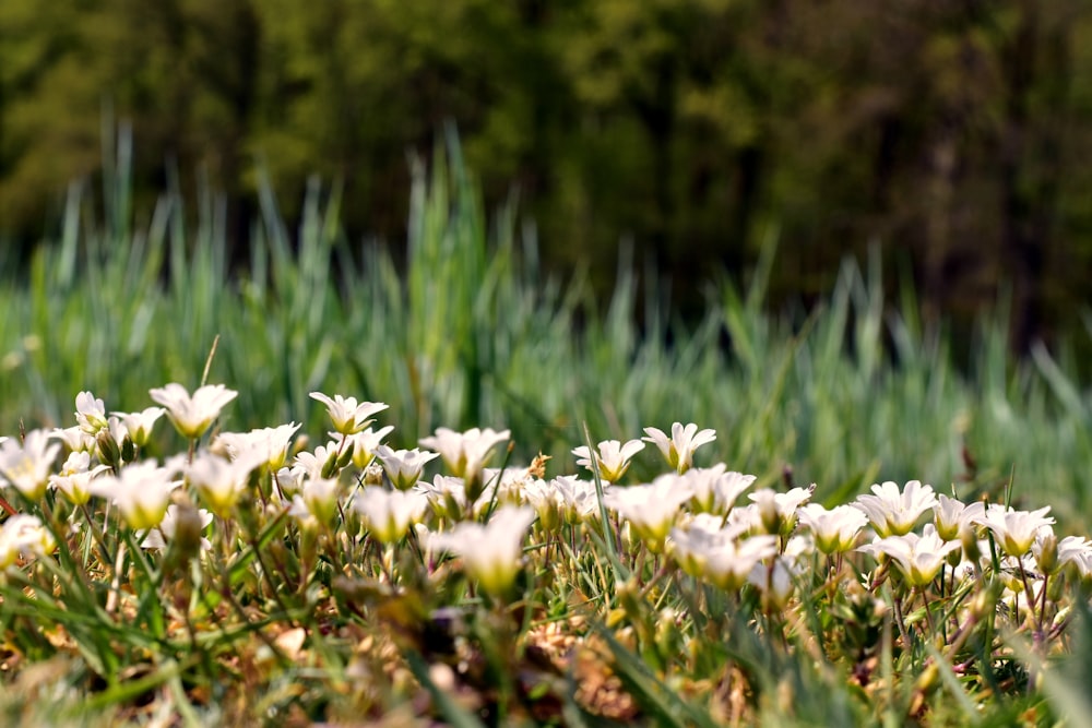 un ramo de flores que están en la hierba