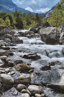 a river running through a lush green forest