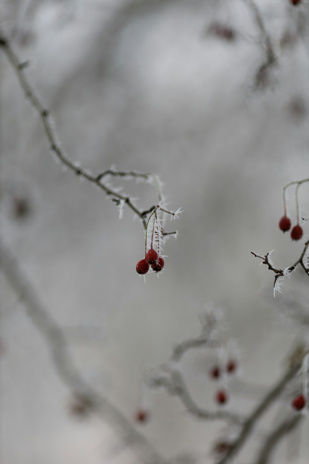 a branch with some berries hanging from it