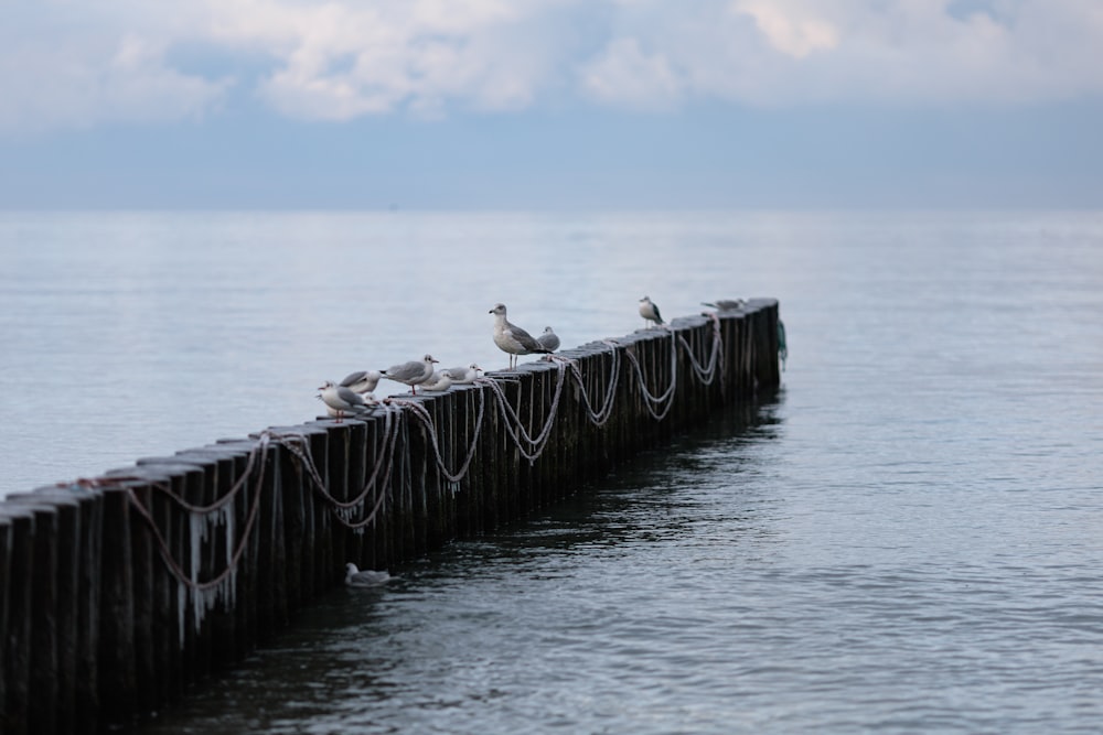 a group of seagulls sitting on a wooden pier