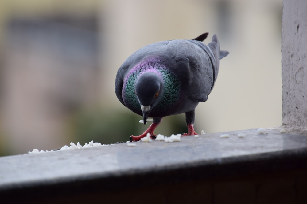 a pigeon eating food off of a ledge