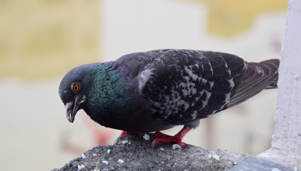 a colorful bird perched on top of a cement wall