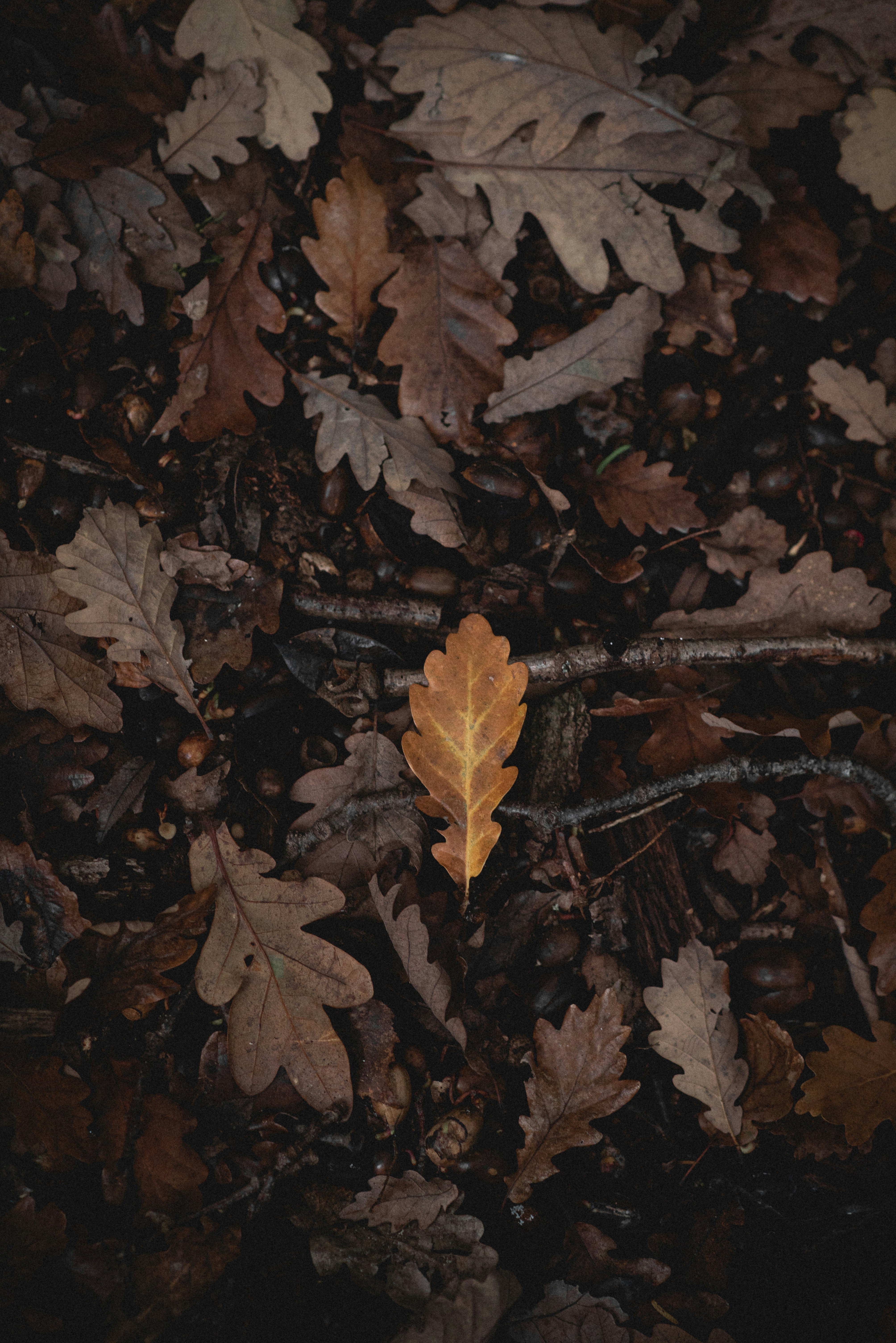 autumn acorn aesthetic wallpaper, wallpaper, Acorn Crafts for Adults to Sell: Profitable Nature Art Ideas 5