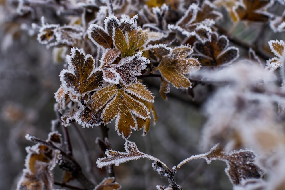 a close up of a plant with frost on it