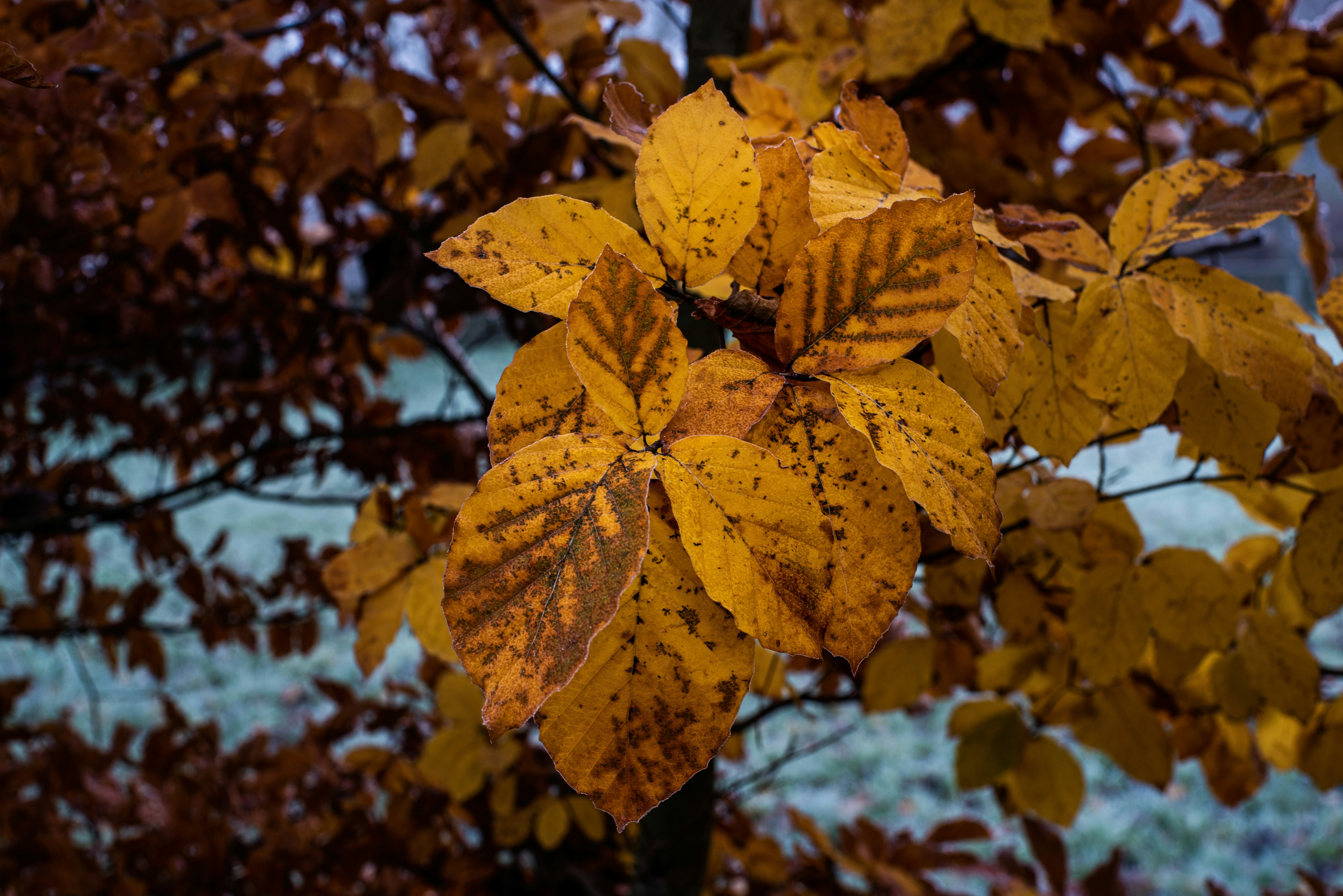 Un primo piano di un albero con foglie gialle