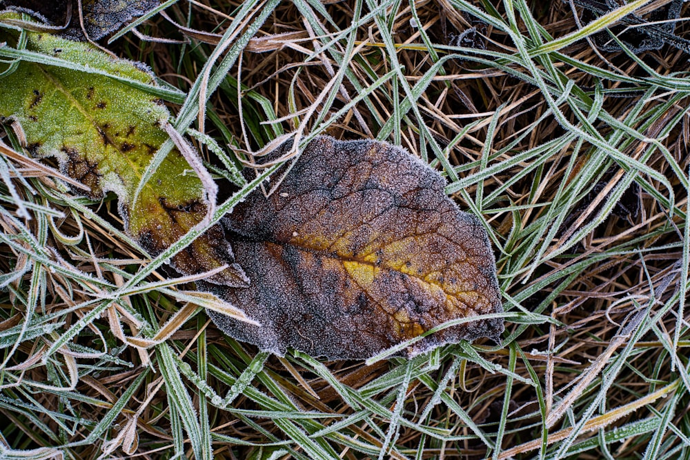 a leaf that is sitting in the grass