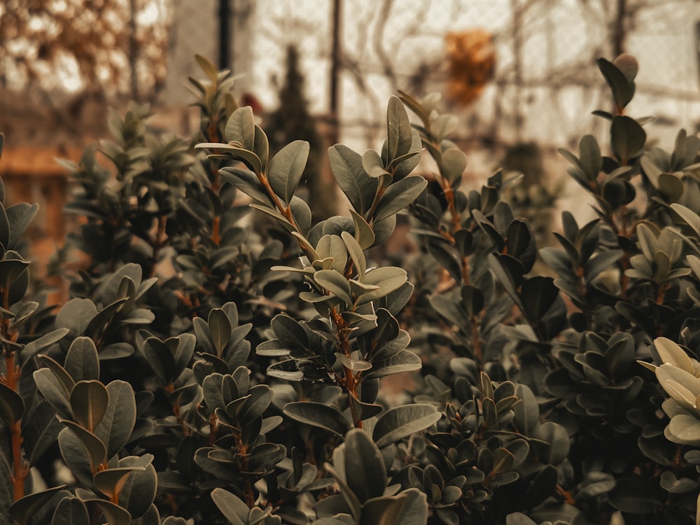 a bush with lots of green leaves on it