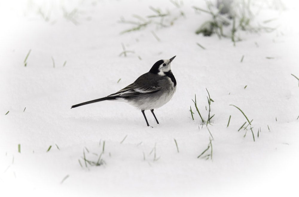 a black and white bird standing in the snow