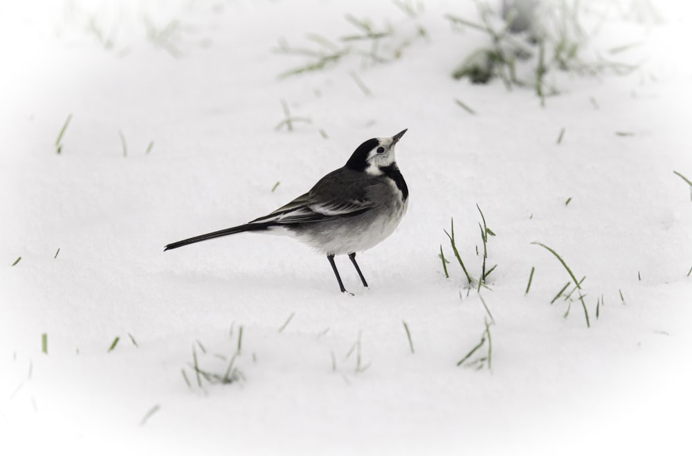 um pássaro preto e branco de pé na neve