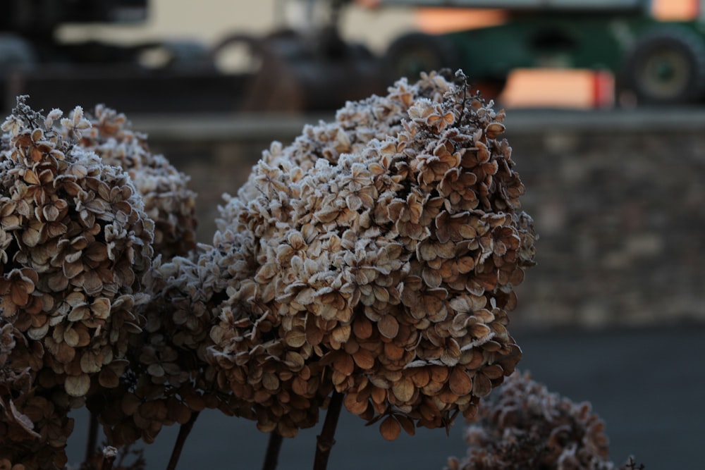 a close up of a bunch of flowers covered in snow