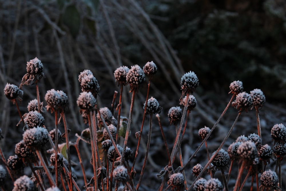 a close up of a plant with frost on it