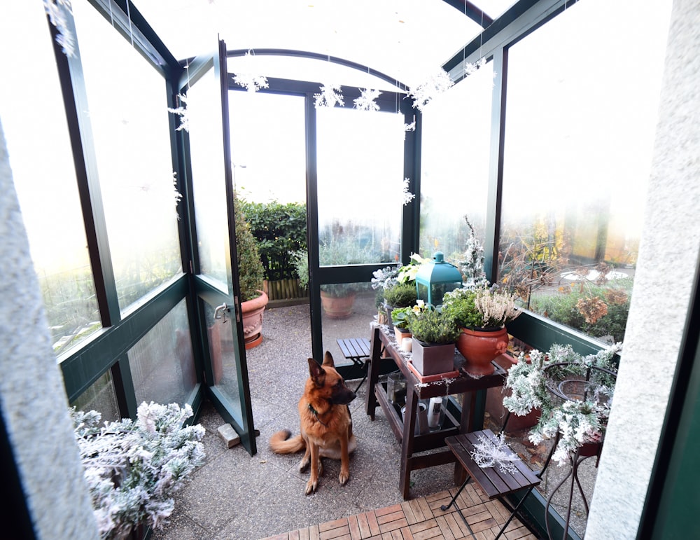 a dog sitting on a patio next to potted plants