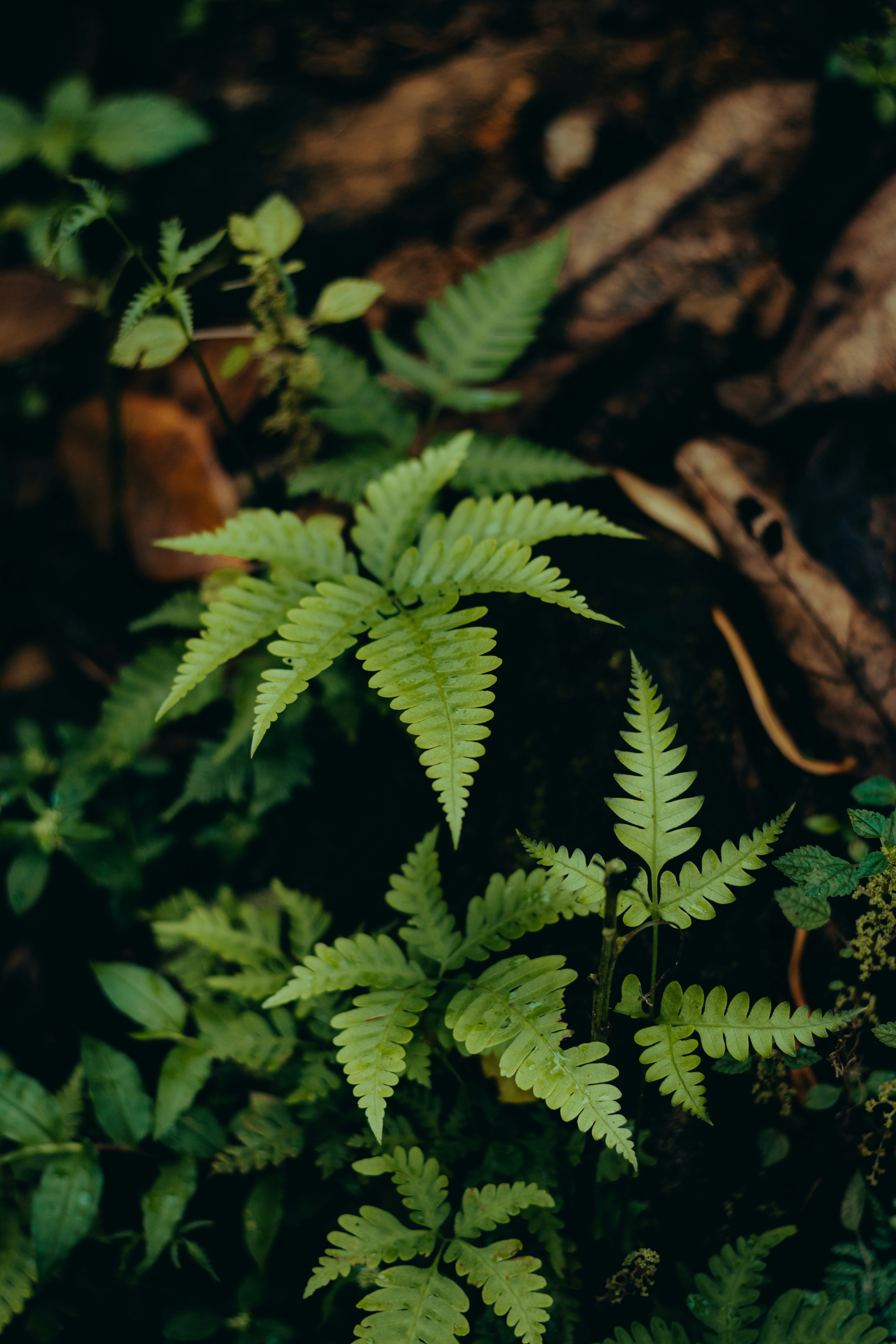 Photo by dhilipantony