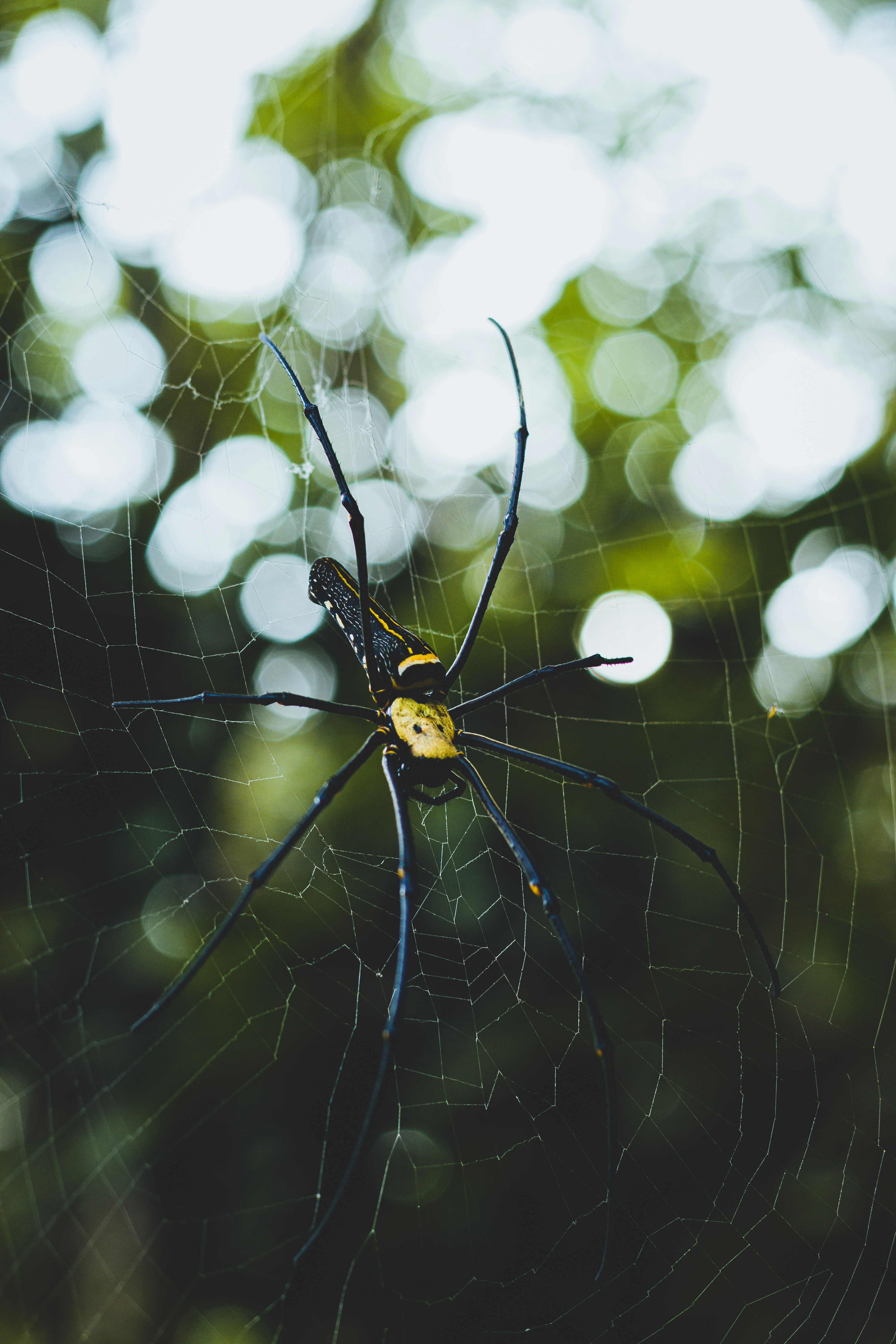 Photo by dhilipantony