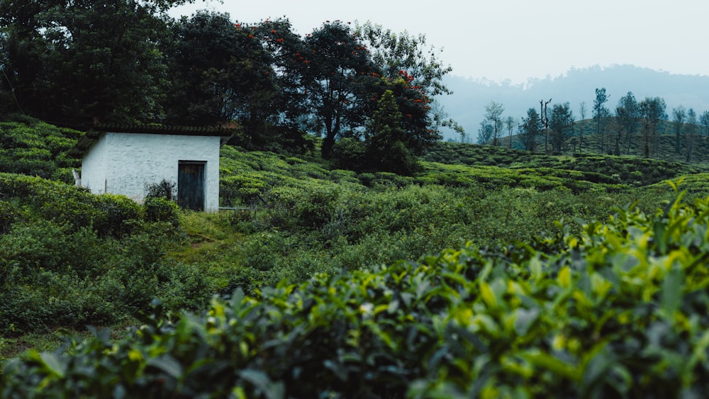 a small house in the middle of a lush green field