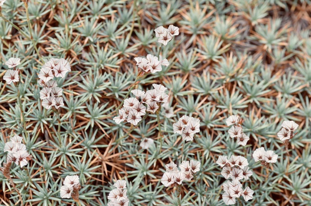 a group of small white flowers on a plant