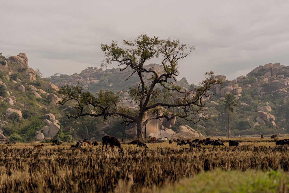 a herd of cattle grazing on a dry grass field