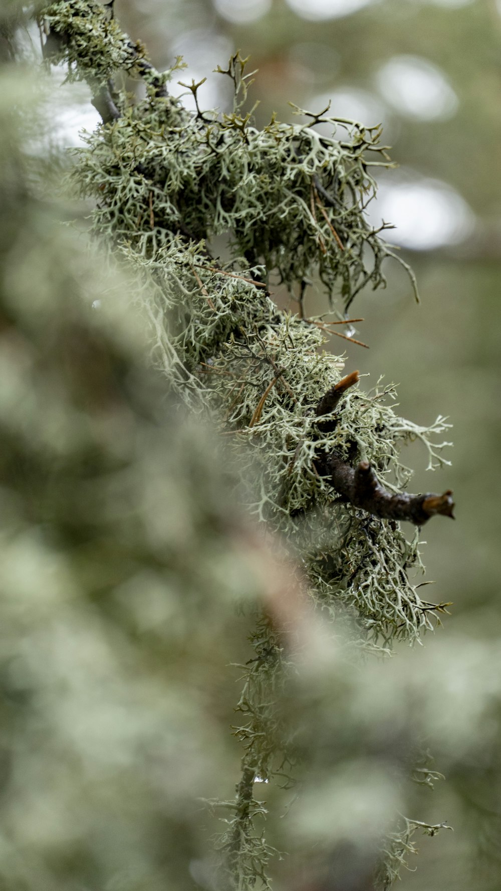 a bird is perched on a tree branch