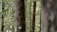 Tall trees with textured bark are surrounded by lush green foliage in a dense forest. The branches are covered with moss, and the atmosphere appears tranquil and untouched by human presence.