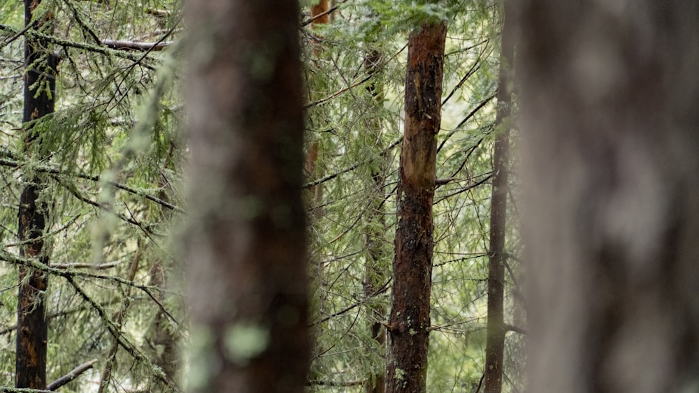 a man riding a bike through a forest