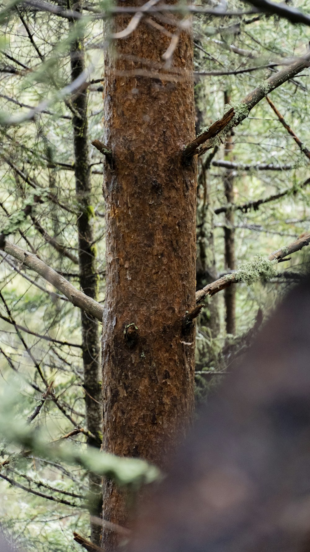 a bear standing on a tree in a forest