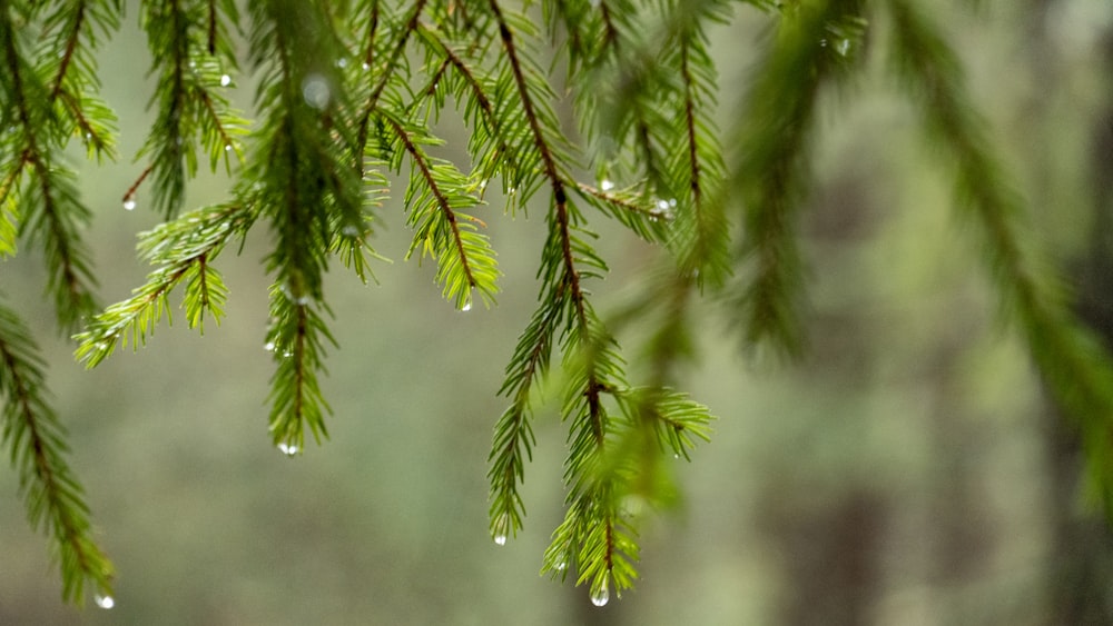 a branch of a pine tree with drops of water on it