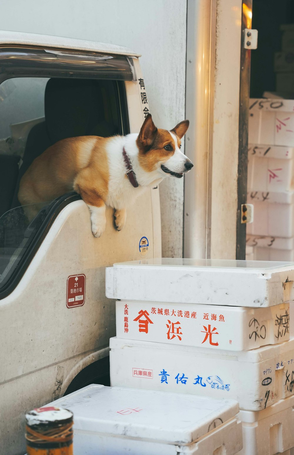 a dog standing on the back of a truck