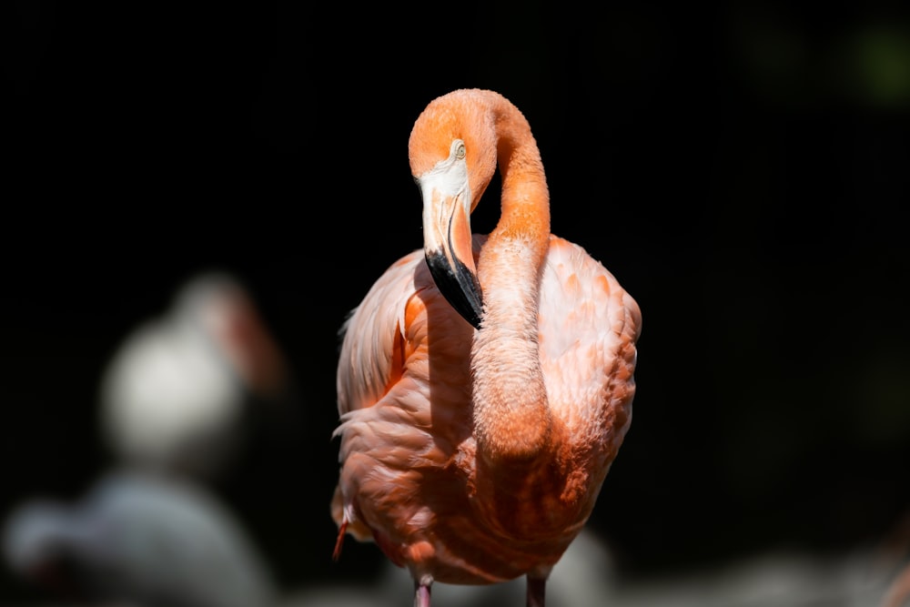 a close up of a pink flamingo with a black background