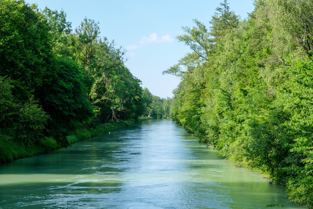 a river running through a lush green forest